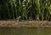 Photo of Water Rail at Linford Reserve, Linford GPs, Buckinghamshire. Taken by Michael Haberfield on 4th August 2026.
