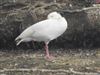 Photo of Egyptian Goose at Gayhurst Quarry, Buckinghamshire. Taken by Robert Norris on 4th August 2026.