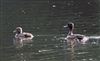 Photo of Tufted Duck at Linford Reserve, Linford GPs, Buckinghamshire. Taken by Michael Haberfield on 4th August 2026.