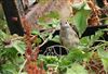 Photo of Blackcap at Lee Common , Buckinghamshire. Taken by Don Stone on 27th July 2026.