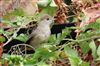 Photo of Blackcap at Lee Common , Buckinghamshire. Taken by Don Stone on 27th July 2026.