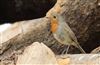 Photo of Robin at Lee Common , Buckinghamshire. Taken by Don Stone on 27th July 2026.