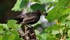 Photo of Blackbird at Lee Common , Buckinghamshire. Taken by Don Stone on 28th July 2026.