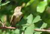 Photo of Chiffchaff at Lee Common , Buckinghamshire. Taken by Don Stone on 28th July 2026.