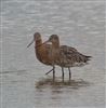 Photo of Black-tailed Godwit at Little Marlow GP, Buckinghamshire. Taken by Tony James on 6th August 2026.