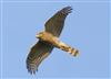 Photo of Sparrowhawk at Floodplain Forest Nature Reserve (formerly Manor Farm), Buckinghamshire. Taken by Michael Haberfield on 9th August 2026.