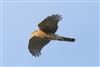 Photo of Sparrowhawk at Floodplain Forest Nature Reserve (formerly Manor Farm), Buckinghamshire. Taken by Michael Haberfield on 9th August 2026.