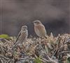Whinchat at Lodge Hill, Buckinghamshire. Photographed by Tony James on 11th September 2026.