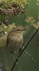 Chiffchaff at South Heath, Buckinghamshire. Photographed by Stewart Dennis on 13th September 2026.