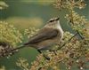 Chiffchaff at South Heath, Buckinghamshire. Photographed by Stewart Dennis on 13th September 2026.