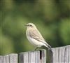Photo of Wheatear at Stokenchurch, Buckinghamshire. Taken by Jackie Newcombe on 27th August 2026.