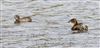 Little Grebe at Willen Lake North, Willen Lakes, Buckinghamshire. Photographed by Michael Haberfield on 18th September 2026.