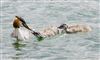 Great Crested Grebe at Willen Lake North, Willen Lakes, Buckinghamshire. Photographed by Michael Haberfield on 18th September 2026.