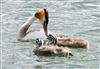 Great Crested Grebe at Willen Lake North, Willen Lakes, Buckinghamshire. Photographed by Michael Haberfield on 18th September 2026.