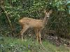 OTHER SPECIES at Linford Reserve, Linford GPs, Buckinghamshire. Photographed by Michael Haberfield on 18th September 2026.