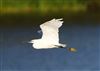 Little Egret at Linford Reserve, Linford GPs, Buckinghamshire. Photographed by Michael Haberfield on 21st September 2026.