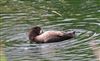 Photo of Tufted Duck at Latimer Park, Latimer, Buckinghamshire. Taken by Don Stone on 28th August 2026.