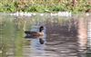 Photo of Wigeon at Little Missenden, Buckinghamshire. Taken by Don Stone on 30th August 2026.