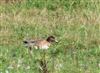 Photo of Wigeon at Little Missenden, Buckinghamshire. Taken by Don Stone on 30th August 2026.