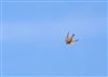Photo of Hobby at Shardeloes, Buckinghamshire. Taken by Don Stone on 30th August 2026.