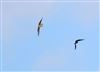 Photo of Hobby at Shardeloes, Buckinghamshire. Taken by Don Stone on 30th August 2026.