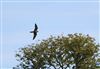 Photo of Hobby at Shardeloes, Buckinghamshire. Taken by Don Stone on 30th August 2026.