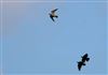 Photo of Hobby at Shardeloes, Buckinghamshire. Taken by Don Stone on 30th August 2026.