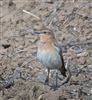 Wheatear at Little Marlow GP, Buckinghamshire. Photographed by Tony James on 26th September 2026.