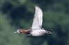 Pochard at Linford Reserve, Linford GPs, Buckinghamshire. Photographed by Michael Haberfield on 27th September 2026.