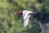 Pochard at Linford Reserve, Linford GPs, Buckinghamshire. Photographed by Michael Haberfield on 27th September 2026.