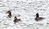 Pochard at Linford Reserve, Linford GPs, Buckinghamshire. Photographed by Michael Haberfield on 27th September 2026.