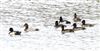 Pochard at Linford Reserve, Linford GPs, Buckinghamshire. Photographed by Michael Haberfield on 27th September 2026.