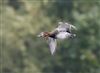 Pochard at Linford Reserve, Linford GPs, Buckinghamshire. Photographed by Michael Haberfield on 27th September 2026.