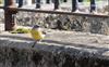 Grey Wagtail at Weston Turville Reservoir, Buckinghamshire. Photographed by Don Stone on 1st September 2026.