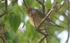 Blackcap at Lee Common , Buckinghamshire. Photographed by Don Stone on 26th September 2026.