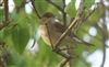 Blackcap at Lee Common , Buckinghamshire. Photographed by Don Stone on 26th September 2026.