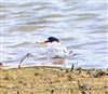 Little Tern at Little Marlow GP, Buckinghamshire. Photographed by Tony James on 23rd April 2025.