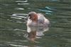 Photo of Little Grebe at The Rye, High Wycombe, Buckinghamshire. Taken by Jim Rose on 3rd September 2026.