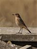 Photo of Wheatear at Westcott, Buckinghamshire. Taken by Stewart Dennis on 1st September 2026.