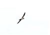 Photo of Hobby at Linford Reserve, Linford GPs, Buckinghamshire. Taken by Michael Haberfield on 6th September 2026.