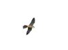 Photo of Hobby at Linford Reserve, Linford GPs, Buckinghamshire. Taken by Michael Haberfield on 6th September 2026.