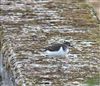 Photo of Common Sandpiper at Foxcote Res, Buckinghamshire. Taken by Rob Hill on 29th August 2026.
