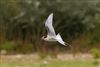 Common Tern at Linford Reserve, Linford GPs, Buckinghamshire. Photographed by Michael Haberfield on 1st September 2026.