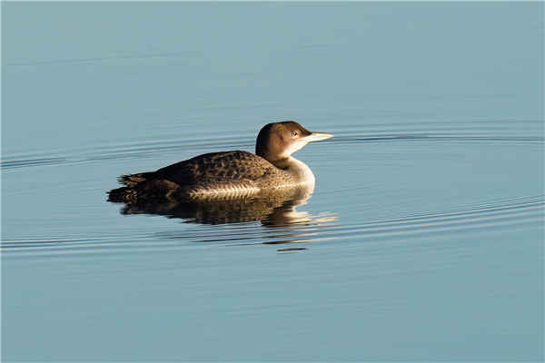 Great Northern Diver at Refuse Tip, South Walney, Cumbria. Photographed by Donald Pettingale on 25th November 2025.