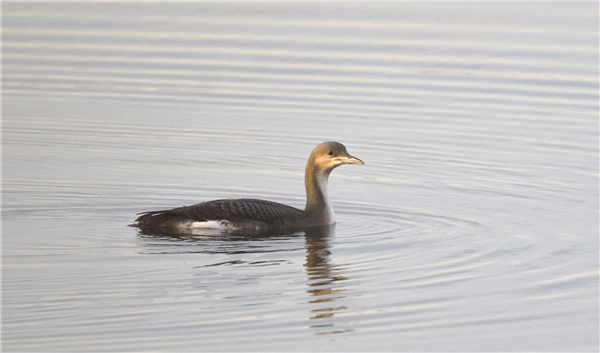 Black-throated Diver at Ramsden Dock, Cumbria. Photographed by Andrea Collins on 26th November 2025.