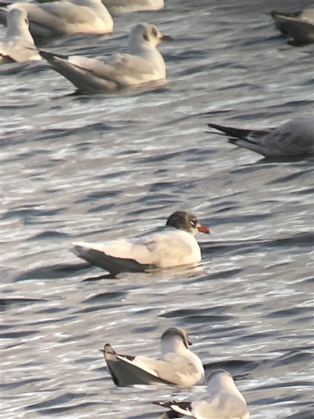 Mediterranean Gull at Longtown Ponds,, Cumbria. Photographed by Neville Wright on 11th December 2025.