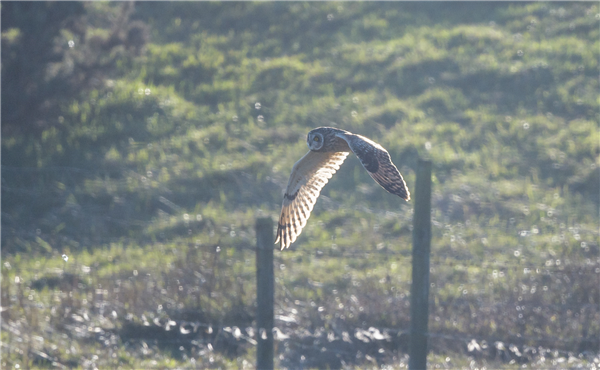 Short-eared Owl at Wylock Marsh, Cumbria. Photographed by Andrea Collins on 20th December 2025.