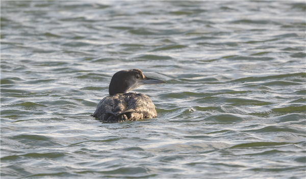 Great Northern Diver at South Walney, Cumbria. Photographed by Andrea Collins on 20th December 2025.