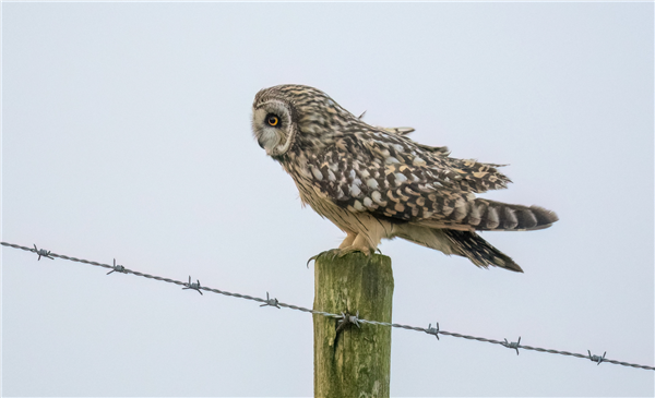 Short-eared Owl at Wylock Marsh, Cumbria. Photographed by Andrea Collins on 22nd December 2025.