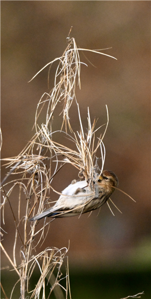 Lesser Redpoll at Crosscanonby, Cumbria. Photographed by Ronald Stevenson on 30th December 2025.